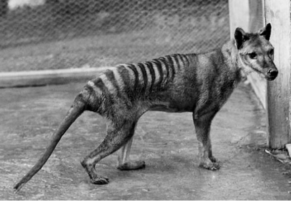 |灭绝了84年后，这种生物再次现身，我国也发现复活的生物