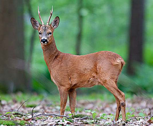 文玩|四种假冒文玩的材料,几乎每个小白都中过招,买得贵还不能玩