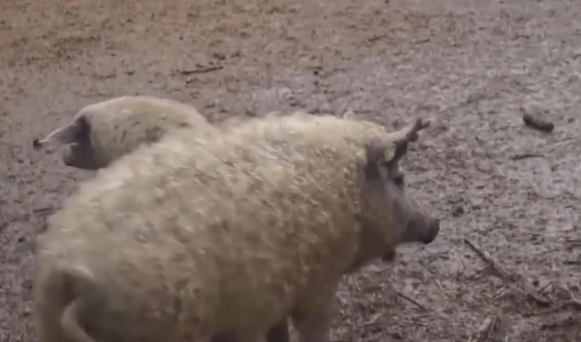 科学家■不同物种杂交能造出什么“怪胎”，第二个笑喷了