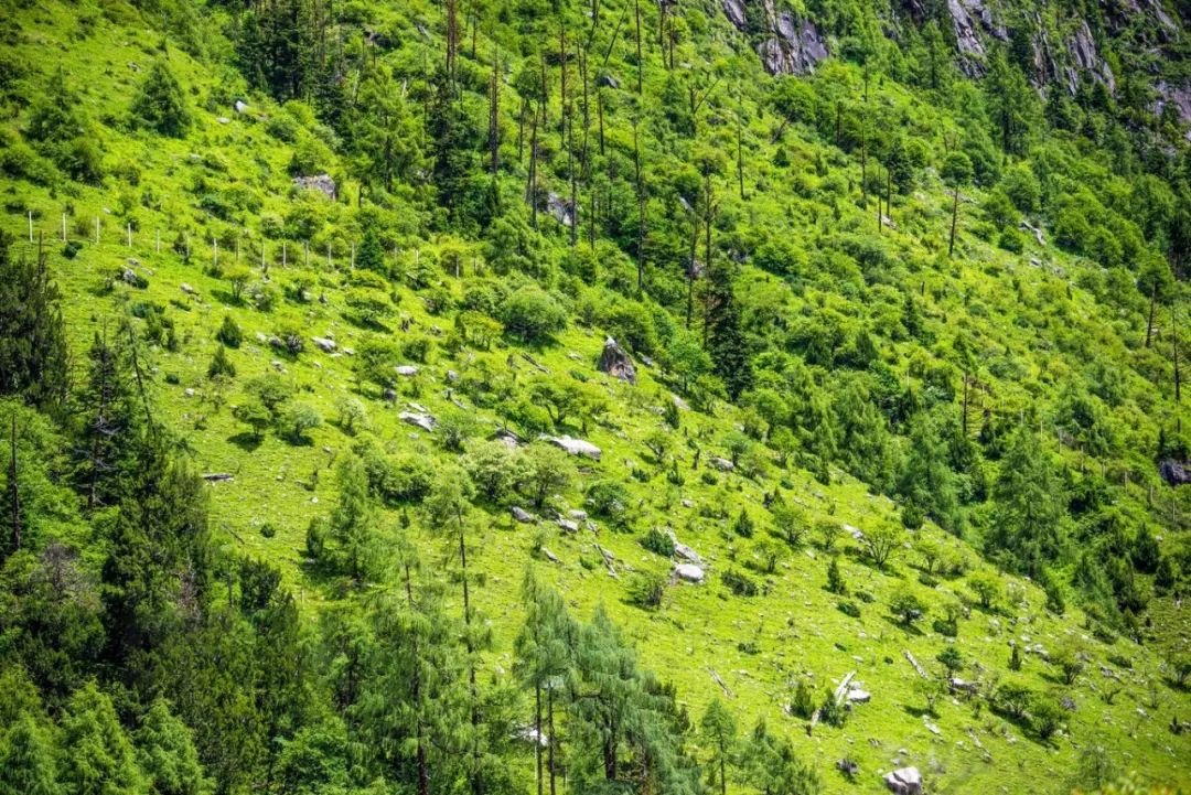 深圳市|恢复开园！年均气温14℃，我们的川西小瑞士回来了！思鹿旅行推荐