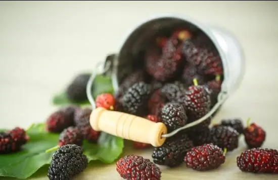 桑葚■桑葚营养好吃，桑葚有哪些功效和作用，吃桑葚有什么禁忌？