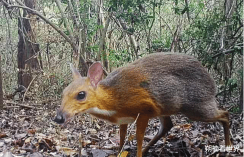 |大爷发现一只半鹿半鼠的生物,本以为是只小鹿,专家:立刻封村