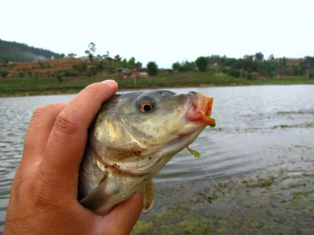 『』钓鱼人，如果你觉得自己是高手，能否说出四个鱼不咬钩的原因