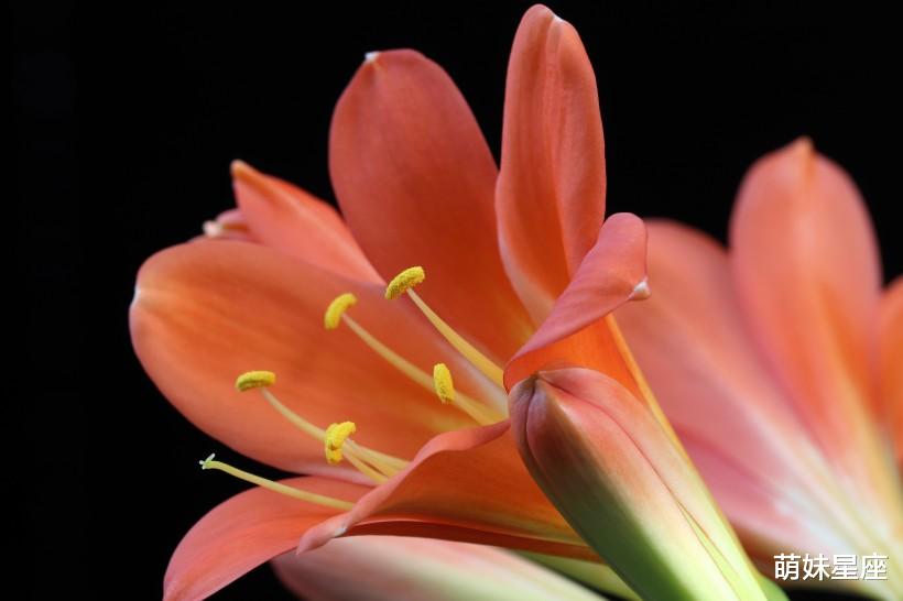 生肖|11月中旬期间,“了不得”的4大生肖,喜事连连,财运大反转