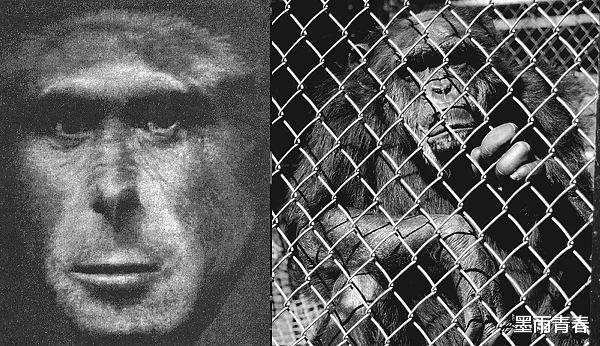 黑猩猩|苏联科学家找来5名女性和黑猩猩，进行后代实验，厄运却接踵而至