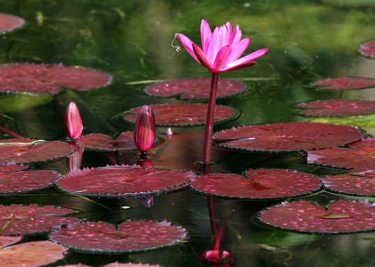 「」6月份得到贵人相助,4属相如鱼得水,出门见喜,前途一片光明
