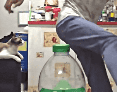 男子想挑战踢瓶盖，却一脚踢翻了围观的猫咪，猫：我和你有仇啊！