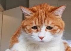 『诸葛亮』法师间的克制关系，诸葛亮克制安琪拉，她最简单却专克秀儿！