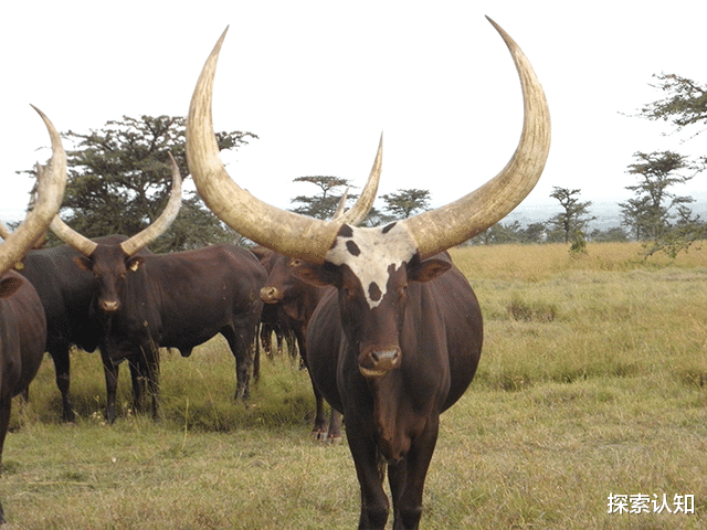 哺乳动物|哺乳动物角长排行榜！3个获吉尼斯纪录，第6位来自中国西藏