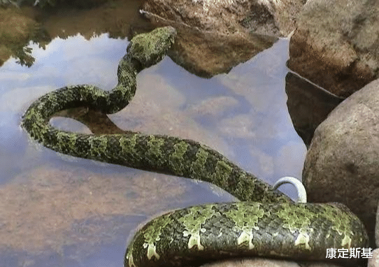 莽山烙铁头|中国特有的珍稀毒蛇，号称毒性最强体型最大，却只是个吹牛蛇
