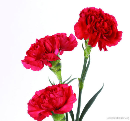 【属狗】未来三个月开始逆袭,迎接好运,事业进步,贵人相助的四属相