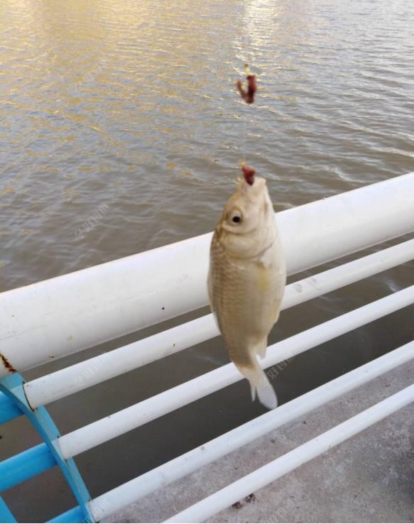 饵料|南鱼北调把鱼养，来年再战不空军
