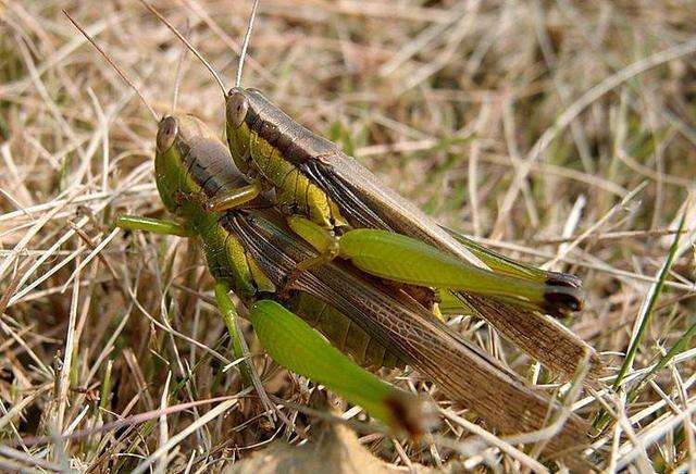 草鱼|蚂蚱钓鱼是个宝,用它做窝料味道浓烈穿透力强,效果好