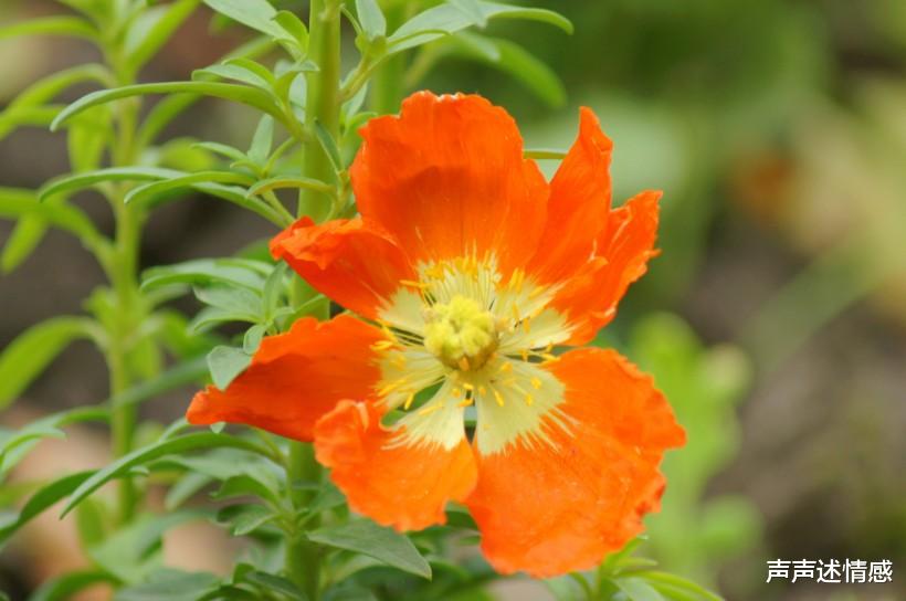 [生肖]7月份的上旬，桃花芬芳，与真爱邂逅，谱写爱情美好的姻缘4大生肖