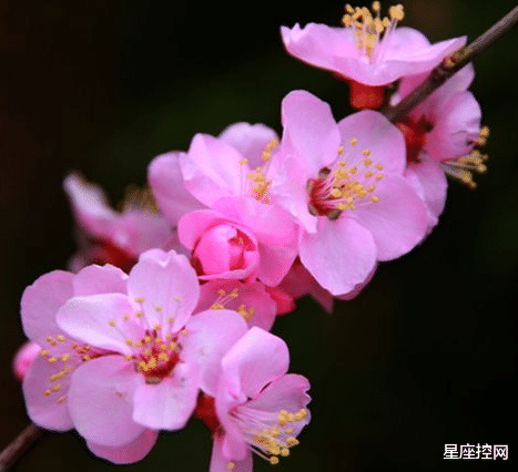 |哪些生辰的人，品德出众，人中龙凤，能进能退，竞争力很强