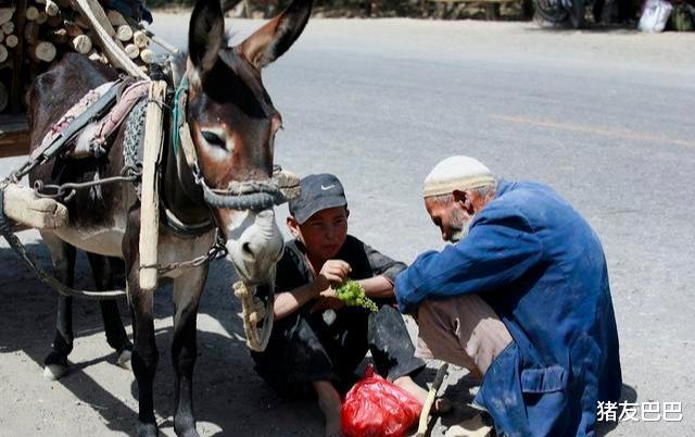 猪友巴巴|一种新型养老模式在兴起，不拖垮子女，能在农村流行吗？