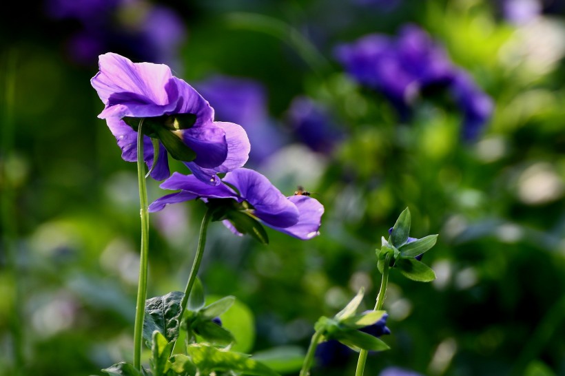 『生肖』7月上旬，桃花落定，前缘不散，极易邂逅旧爱的四大生肖