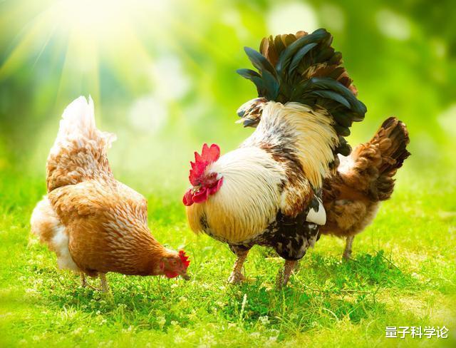 【鸡蛋】母鸡为什么和公鸡不交配就能产蛋？那公鸡存在的作用是什么？