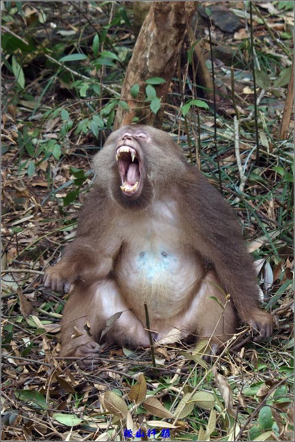 |可怕的食人猴