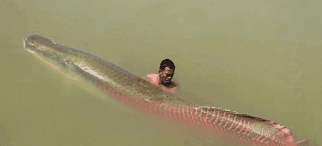 「巨骨舌鱼」南美大陆的淡水“霸主”，捕食鳄鱼为食，如今却被吃到濒临灭绝