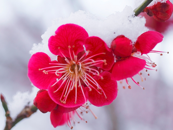 属鸡|11月15号开始，4属相有贵人相助，事业节节攀升，家庭圆满和睦