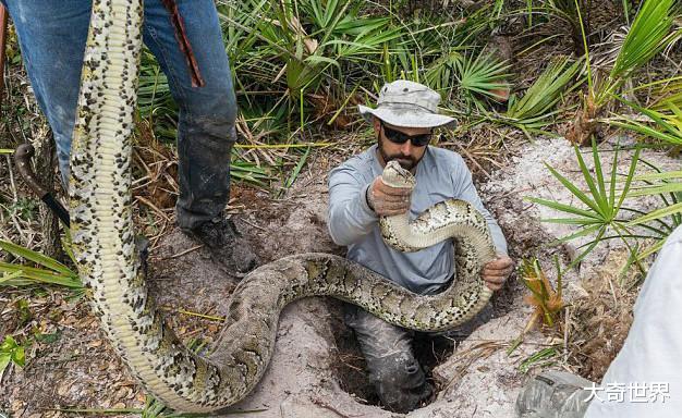 蟒蛇|巨型蛇类美国成灾，一次产卵83个，捕获一条可得3万