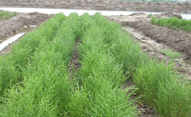 「牛奶」钙含量是牛奶的5倍，外国人视作高端菜，中国栽种却少有人吃过！