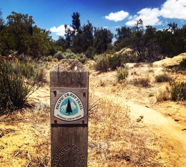 野火难烧尽，火后砍伐树木对森林会有什么影响？