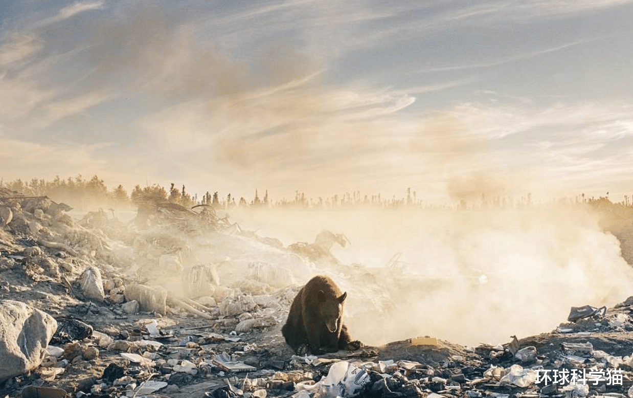 科学家|消失100多年!“金刚狼”重返美国北方,为何灭绝生物重现地球?