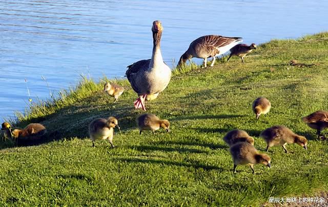黑猩猩|表面上一夫一妻的动物,私底下混乱不堪!它们无法经受交配的诱惑!