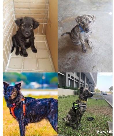 流浪险被打死，同胎米克斯开惊喜包，网友笑：确定是兄弟？