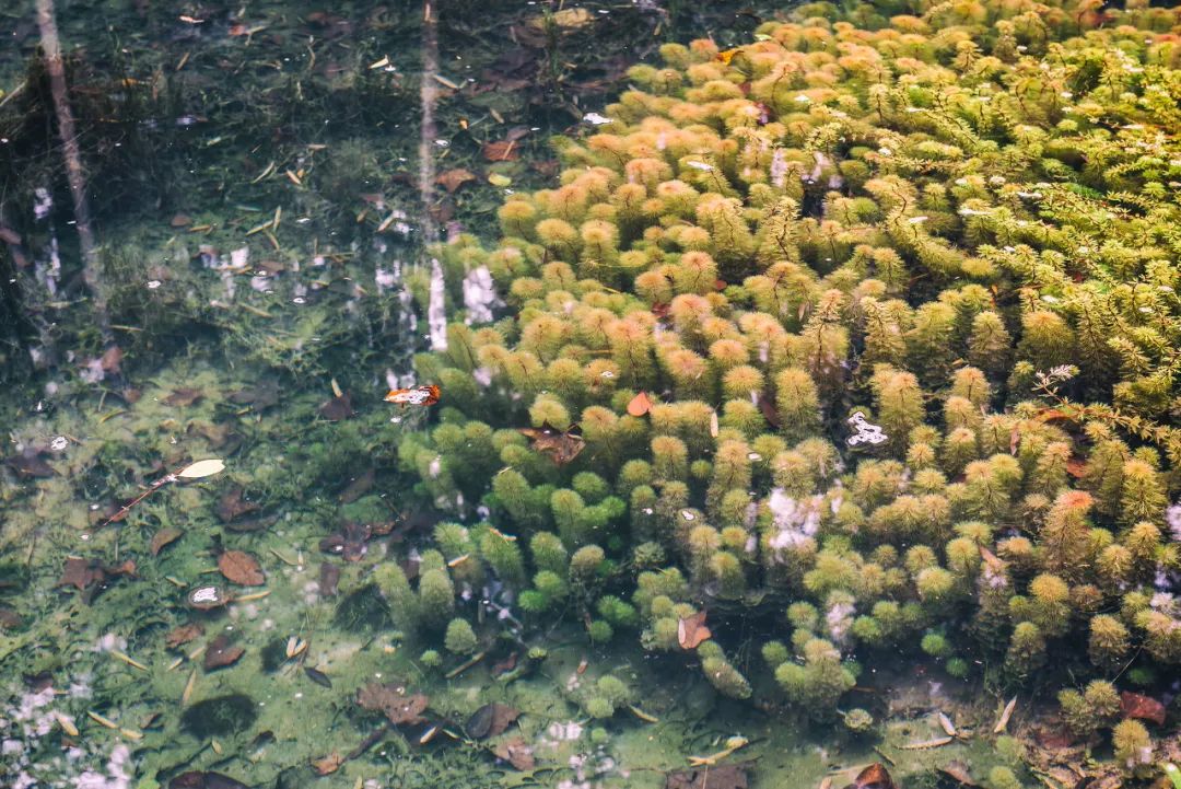「重庆」在最美的季节,打卡主城隐秘的净土