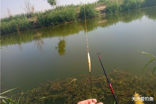 饵料|盛夏杂鱼多，小鱼群里博大鱼，浮漂可以这样选，调漂可以这样来！