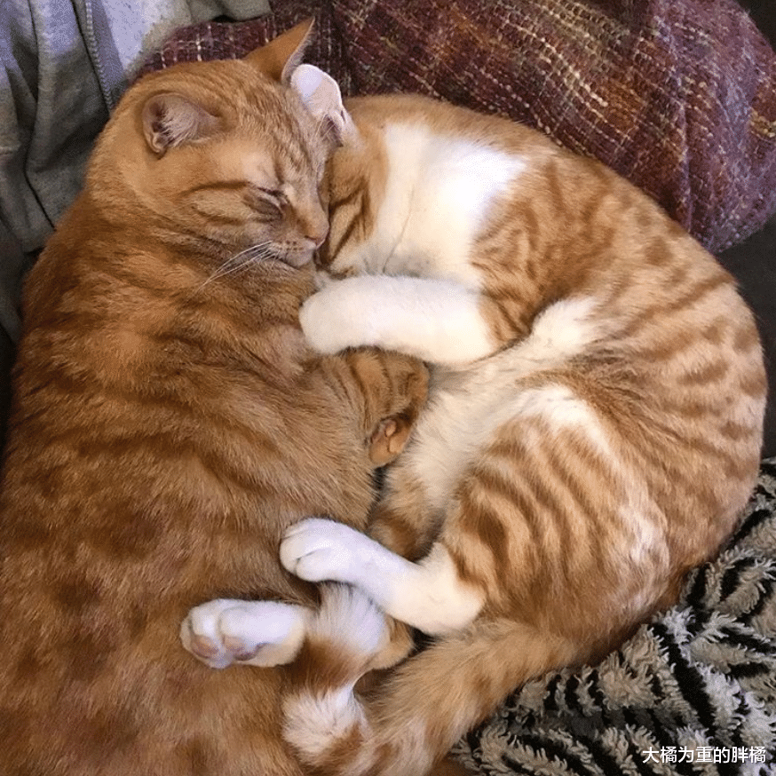 小猫主动求收养，刚来家中就带来和谐，大猫与主人已“冷战”4年