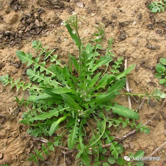 『长江』大连人的最爱歹的野菜在这里！