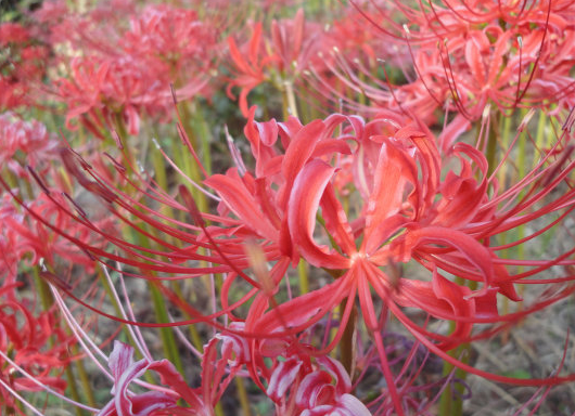 生肖▲7月上旬,4属相吉星入命,运势大涨,好运不断,财运连连