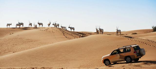 #迪拜#全球最豪华的沙漠酒店:最大的530平一晚5.5万,服务员一对一服务