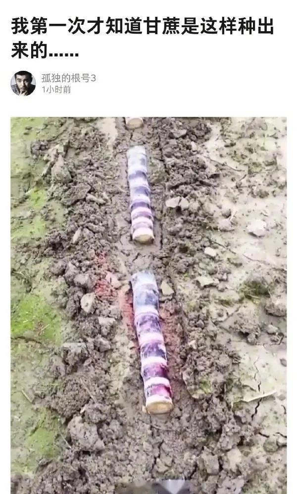 「沙雕」我第一次知道甘蔗是这样种出来的...沙雕网友长见识了!