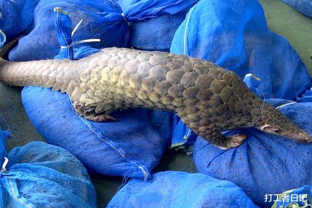 「冠状病毒」冠状病毒：仍在贩卖野生动物的市场引发了人们对下一个病毒的恐惧