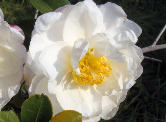 双子座|8月上旬里，4属相升职加薪，福运绵绵，走好运，迎贵人，生活富足