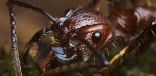 『毒液』十个世界上极度危险的昆虫，第一个你绝对见过！