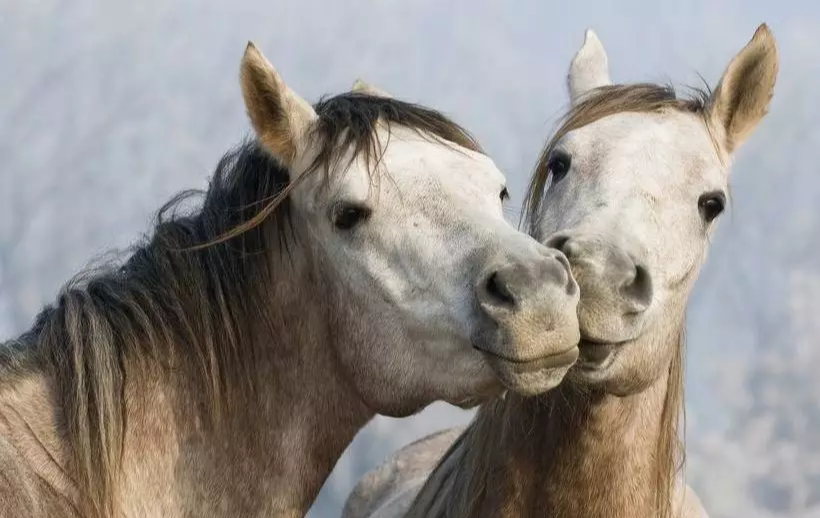 生肖马：1月20日有“好囍”送上门啦，请接囍，连发3年鸿运！