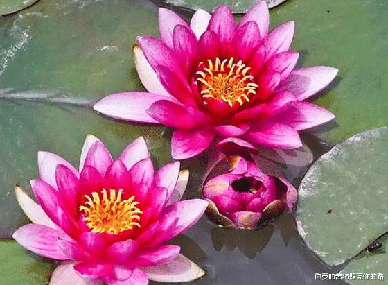 []6月19号开始，4属相事业越来越红火，喜事连连，日子更加幸福