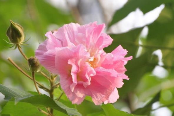 生肖|9月开始行大运，财源滚滚安康泰，9月喜事连连的4大生肖！