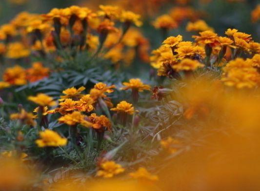 吉星|8月底转好运，4属相吉星照耀，财运很旺，生活美满，顺水顺风