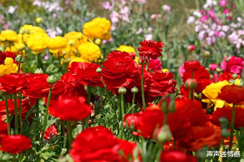 生肖▲七月开始,桃花一路飘红的四大生肖,月老眷顾,缔结美好姻缘