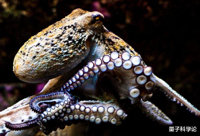 章鱼|章鱼应该来自外星？多个研究表明，科学家的怀疑或许是对的