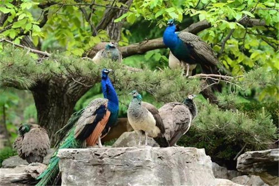 『济南』踏青胜地，带着家人和朋友，一起欣赏这场花的盛宴