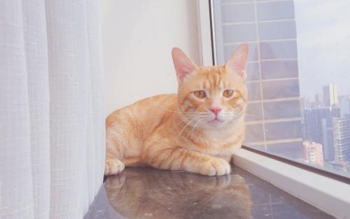 旧爱|8月,桃花不断,爱你不停,3星座痴心一片,执手旧爱,再续前缘