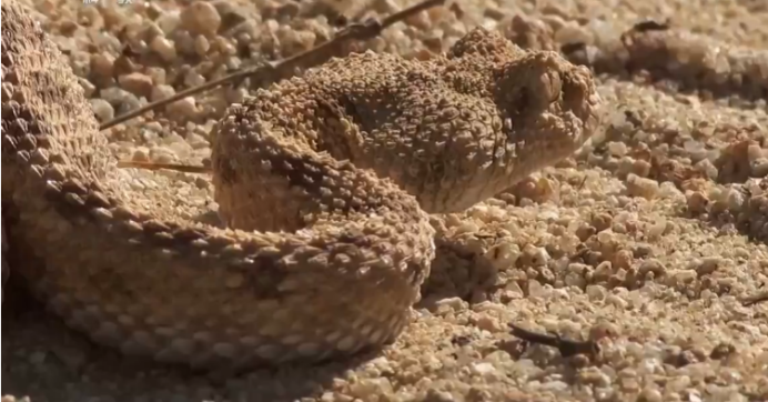 #月球#环颈射毒眼镜蛇严肃,不要靠我太近哦,不然我射死你